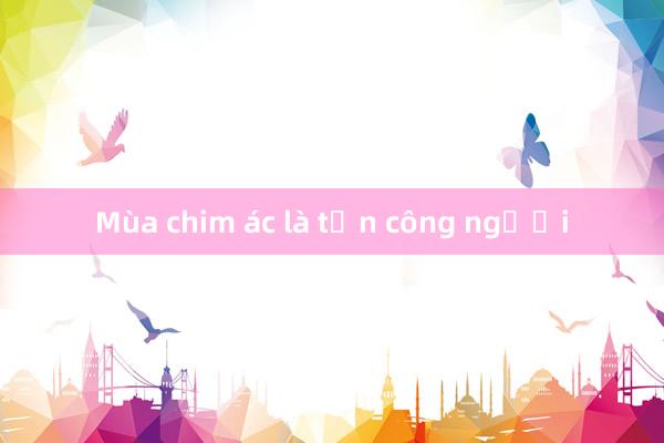 Mùa chim ác là tấn công người