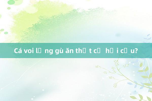 Cá voi lưng gù ăn thịt cả hải cẩu?