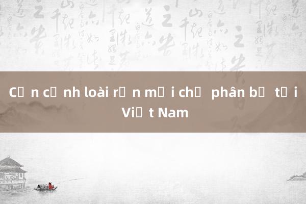 Cận cảnh loài rắn mới chỉ phân bố tại Việt Nam