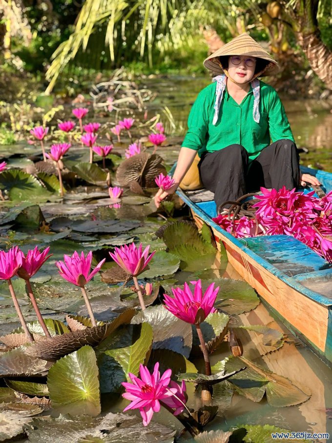 Mẹ chồng Kiều Tiên， bà Joo Sun Seon， 67 tuổi， ở Hàn Quốc đang đi hái bông súng trong lần về Kiên Giang， Việt Nam， tháng 12/12024. Ảnh: Nhân vật cung cấp